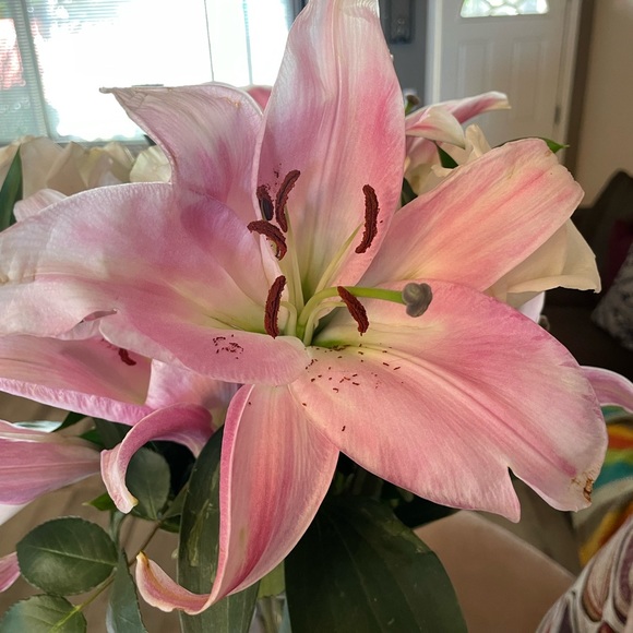 Meet your Posher, Kristie - Picture 2 of 4